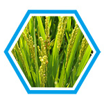 杀菌系列