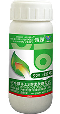 靓箭